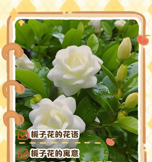深栀子花花语有哪些？深栀子花代表了什么？