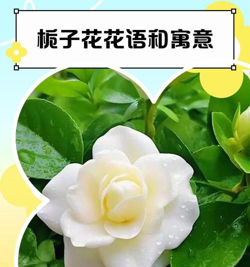 深栀子花花语有哪些？深栀子花代表了什么？