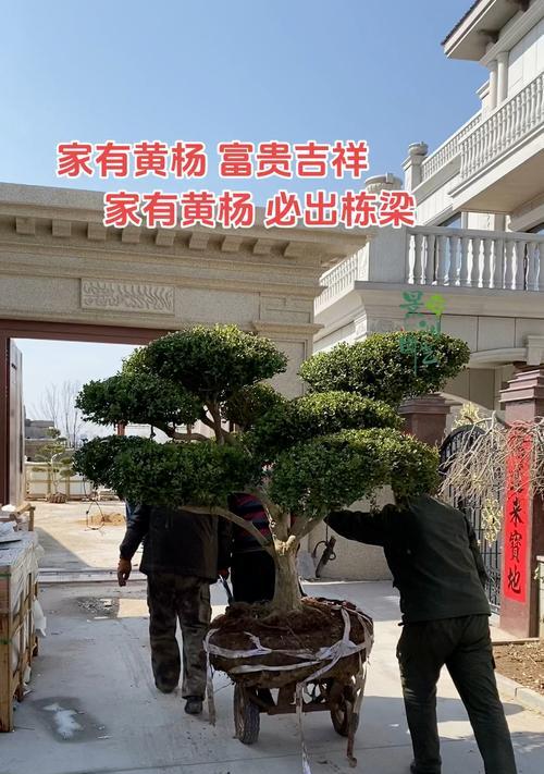 黄杨树花语是什么？黄杨树的象征意义是什么？