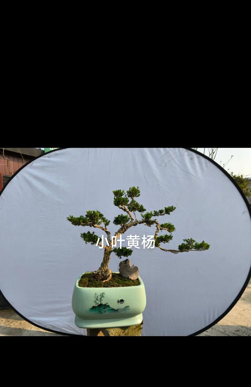 黄杨树花语是什么？黄杨树的象征意义是什么？