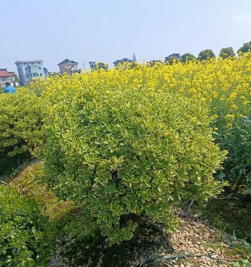黄杨树花语是什么？黄杨树的象征意义是什么？