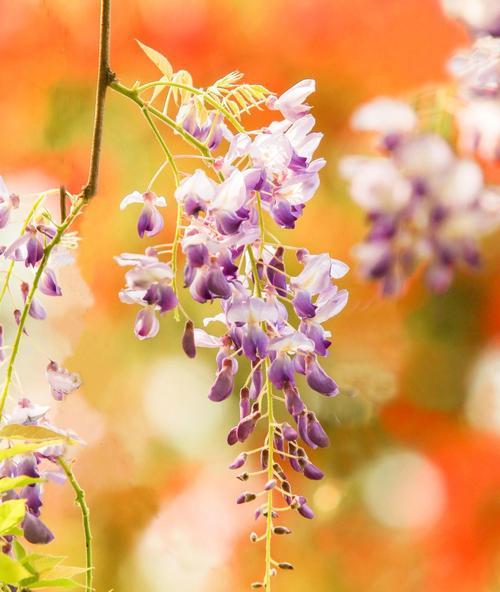 紫滕的花语是什么意思？紫滕代表了哪些情感？