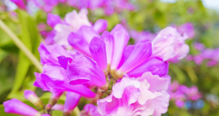 紫滕的花语是什么意思？紫滕代表了哪些情感？