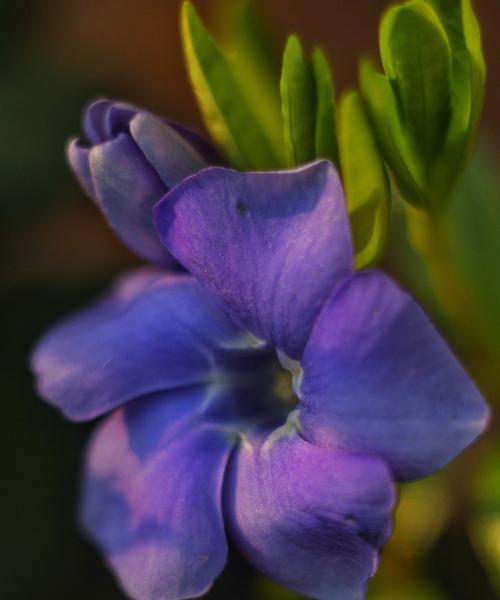 紫滕的花语是什么意思？紫滕代表了哪些情感？