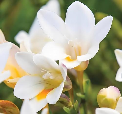 仓兰花花语是什么？仓兰花代表了什么？