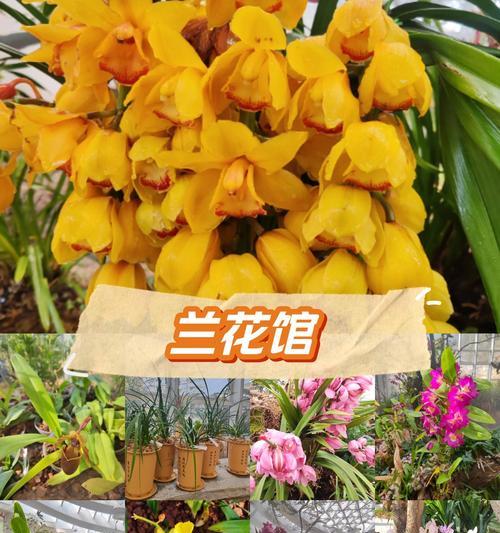 仓兰花花语是什么？仓兰花代表了什么？