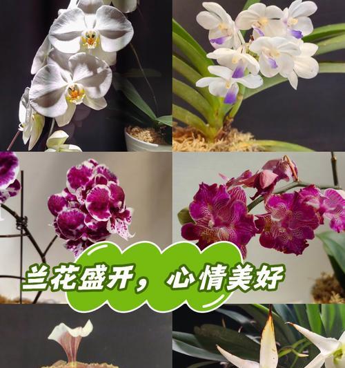 仓兰花花语是什么？仓兰花代表了什么？