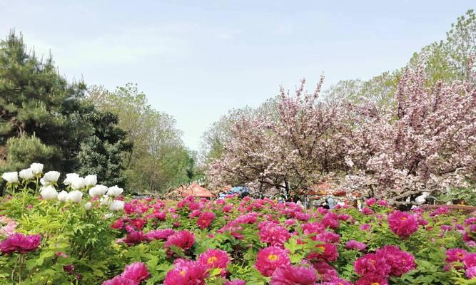 洛阳花花语是什么意思？洛阳花象征着什么？