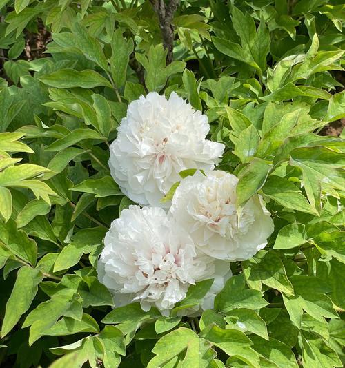 洛阳花花语是什么意思？洛阳花象征着什么？