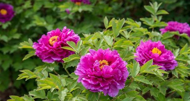 洛阳花花语是什么意思？洛阳花象征着什么？
