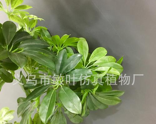 七星叶花语有哪些独特之处？代表了什么？