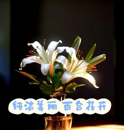 百合花语头代表了什么？如何正确理解？