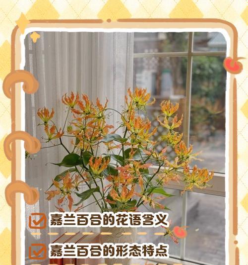 百合花语头代表了什么？如何正确理解？