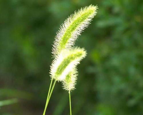三叶树花语有何特别之处？它象征着什么？