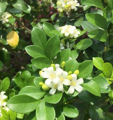 千里香花语的含义是什么？它在花语中传递了哪些信息？