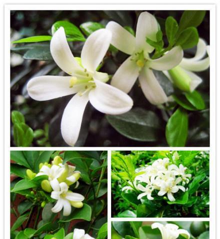 千里香花语的含义是什么？它在花语中传递了哪些信息？