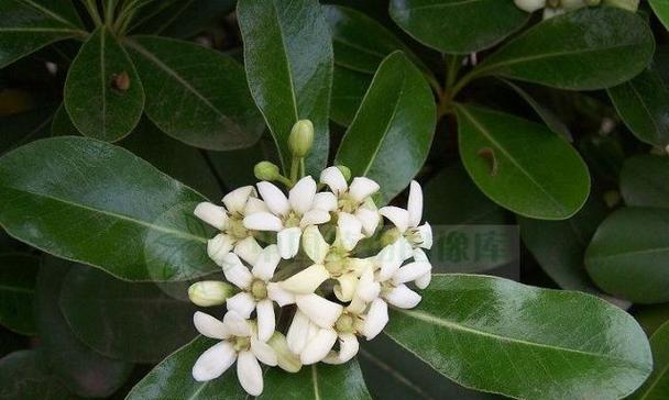 千里香花语的含义是什么？它在花语中传递了哪些信息？