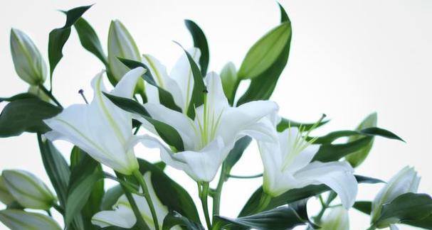 百合花语0是什么意思？它在花语大全中如何定位？