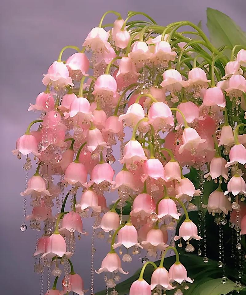 蓝铃花的花语是什么？它在花语大全中有什么特别之处？