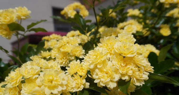 木香花的花语有哪些？它在花语大全中扮演什么角色？