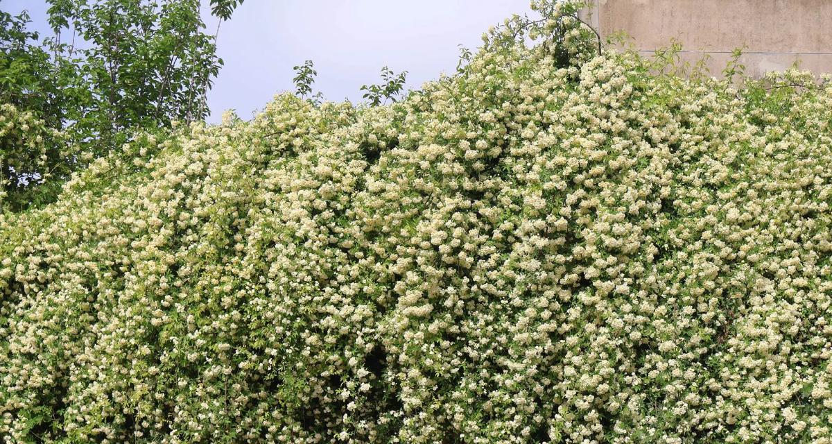 木香花的花语有哪些？它在花语大全中扮演什么角色？