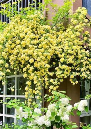 木香花的花语有哪些？它在花语大全中扮演什么角色？