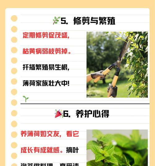薄荷花的花语是什么？它在花语大全中传递了哪些信息？