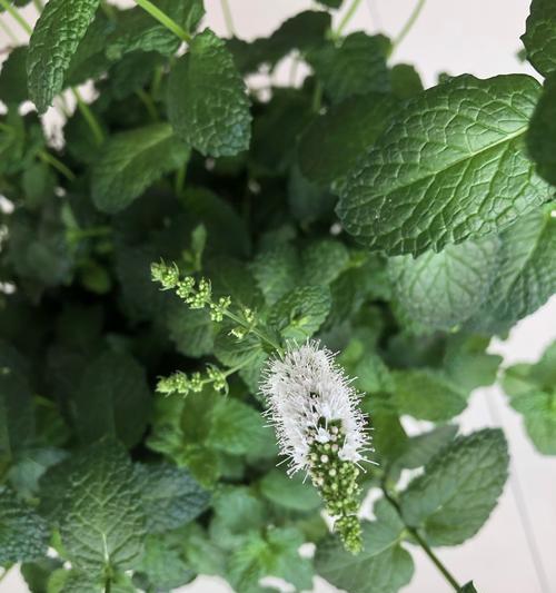 薄荷花的花语是什么？它在花语大全中传递了哪些信息？