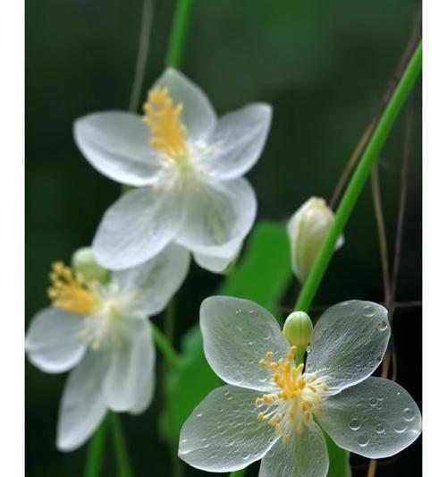 山荷叶的花语有哪些？它在花语大全中有什么含义？