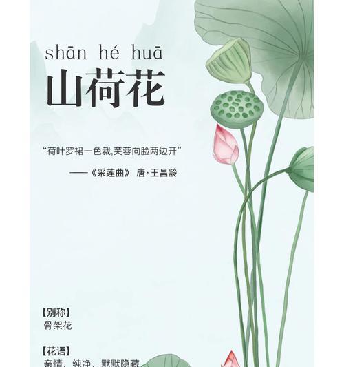 山荷叶的花语有哪些？它在花语大全中有什么含义？