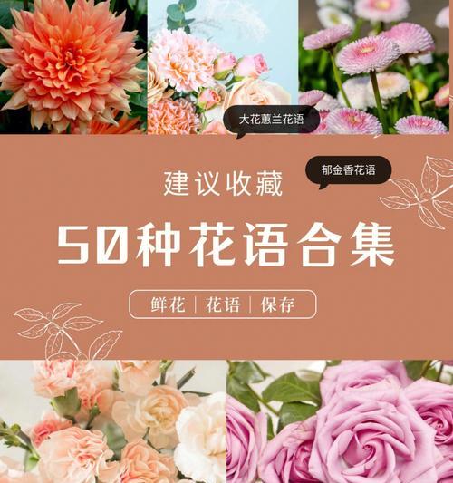 龙沙宝石花语是什么？它在花语大全中代表了什么？