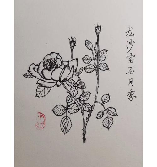 龙沙宝石花语是什么？它在花语大全中代表了什么？