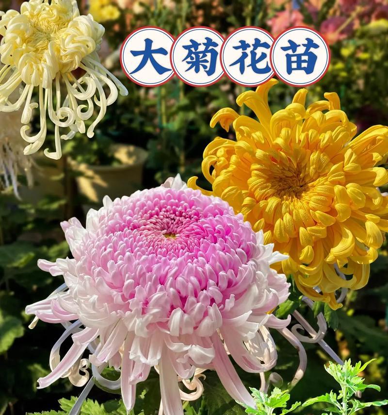 菊花的花语是什么？它在花语大全中有什么特别含义？