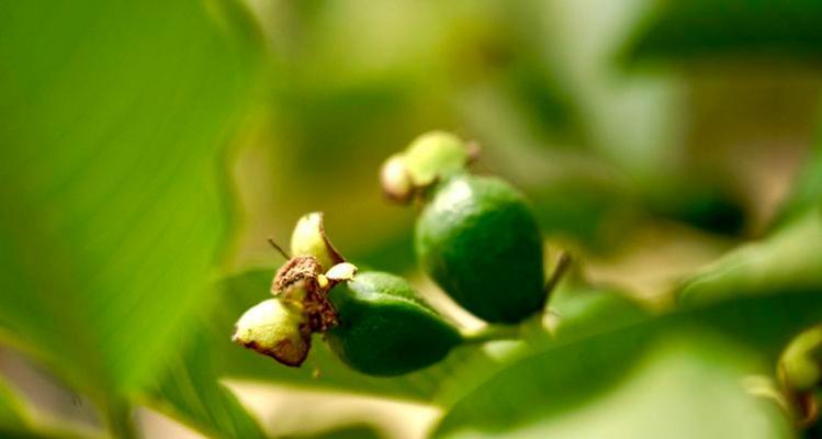 火龙果的花语是什么？它在花语大全中传递了哪些信息？