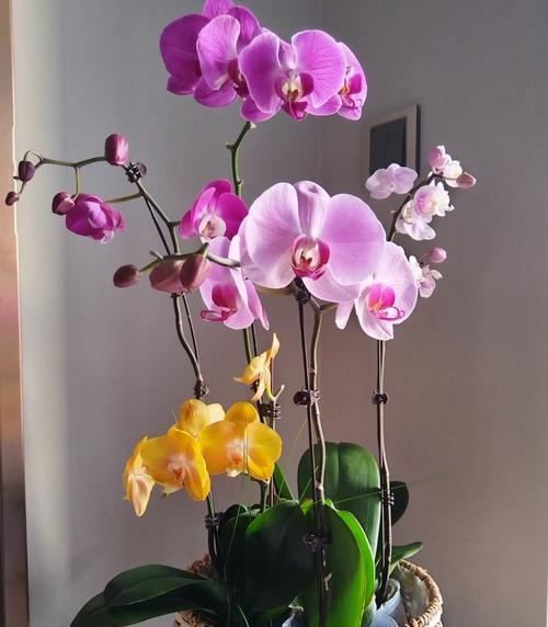 青梅花的花语代表什么含义？