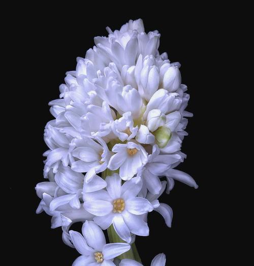 白风信子花语是什么意思？
