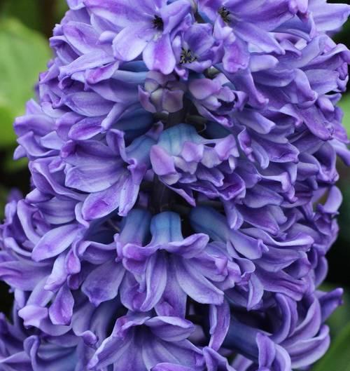 白风信子花语是什么意思？