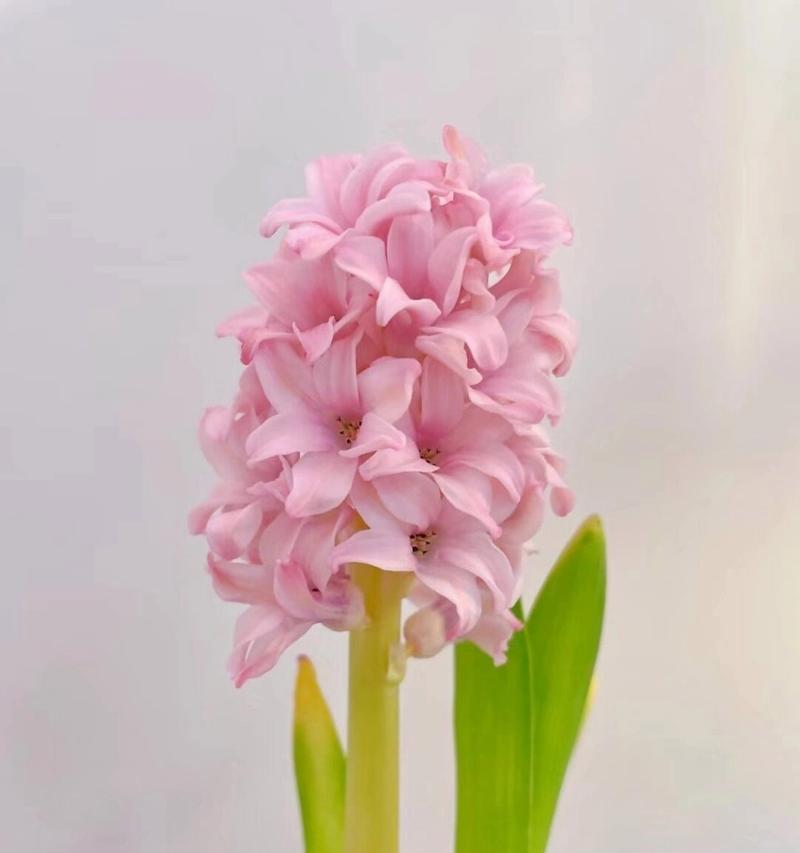 白风信子花语是什么意思？