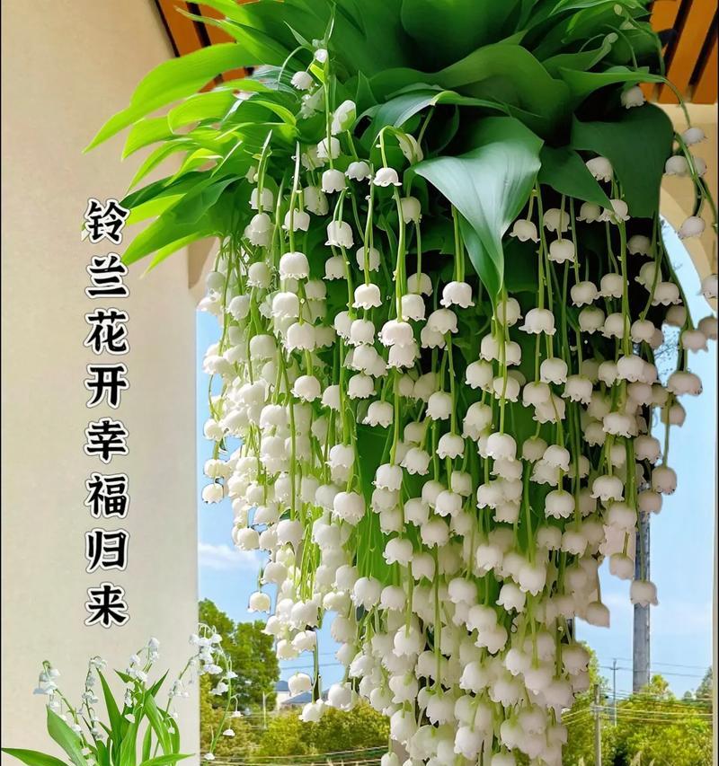 金铃花的花语代表什么含义？