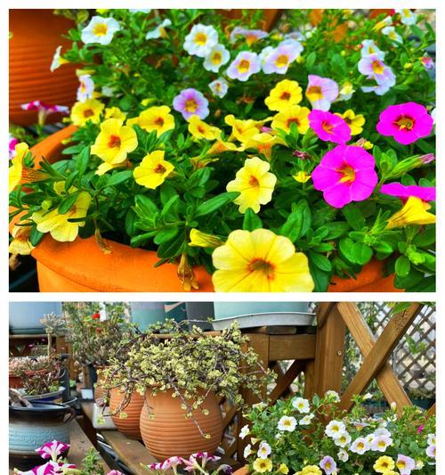 金铃花的花语代表什么含义？