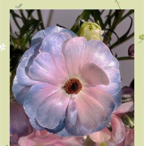 毛茛花的花语代表什么含义？