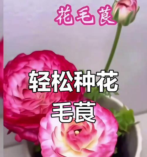 毛茛花的花语代表什么含义？