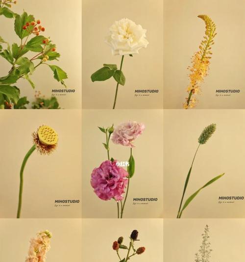 绿宝石花语代表什么？
