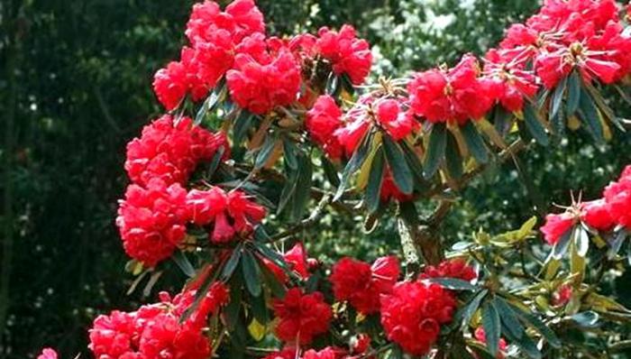 马缨花的花语代表什么？