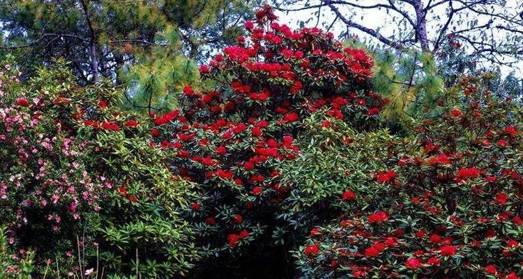 马缨花的花语代表什么？