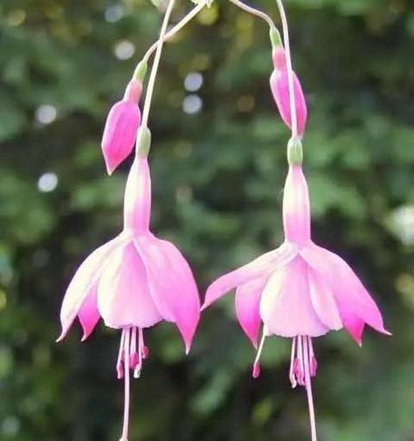 金钟花的花语代表什么？