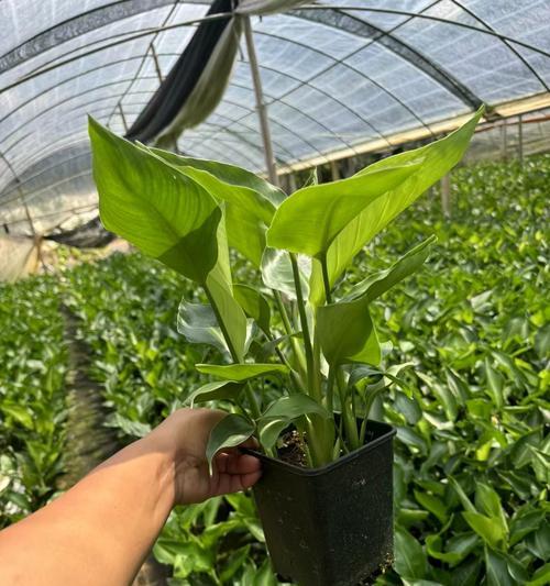 天堂花的花语代表什么？