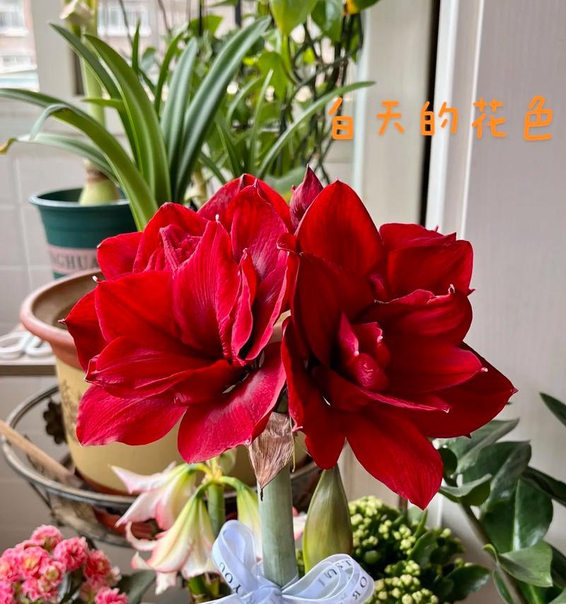 孔雀花的花语代表什么含义？