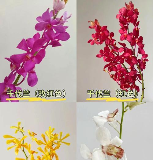 千代兰的花语代表什么含义？