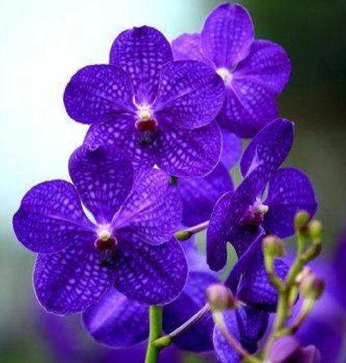 千代兰的花语代表什么含义？